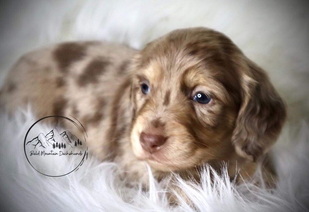 15 Photos Ellsworth, Maine Pet Breeders Phone Number Yelp