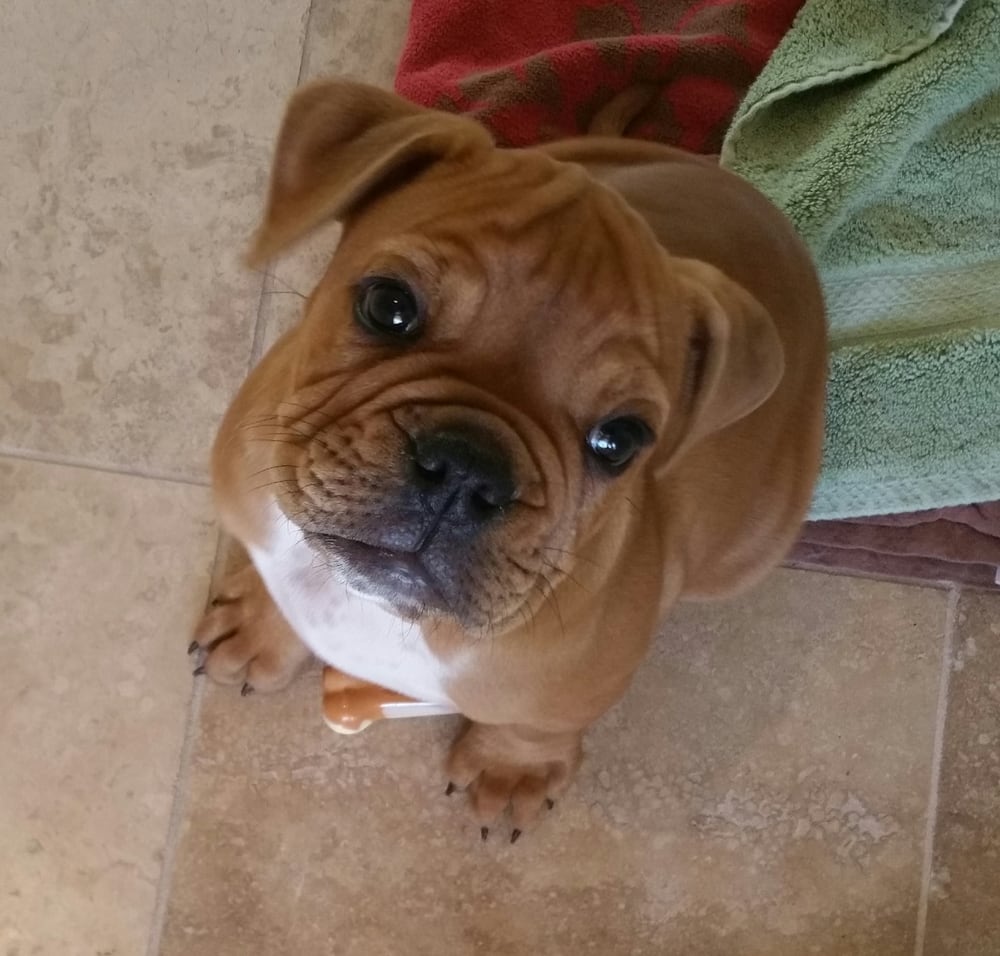 TOP NOTCH BULLDOGS Updated September 2024 Request Information