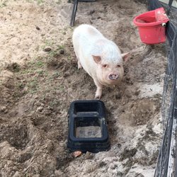 Amma’s Ark Petting Farm and Alpacas