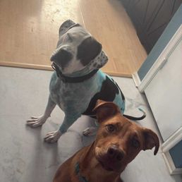 Bailey with his new brother Scooby Doo Bailey with his new brother Scooby Doo