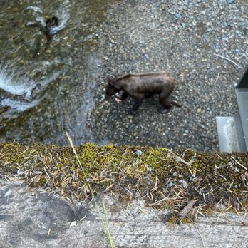 Wilderness Island Tours - Tours Near Me - Hoonah, Alaska Wilderness Island Tours - Tours Near Me - Hoonah, Alaska