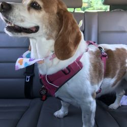 Beautiful Pets - So fresh and so clean, post groom with Paolo