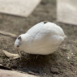 Mega Arte Riding Academy - One of our new rescue quails Snow White enjoying some grubs today