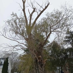 No Prob-Limb Tree Service