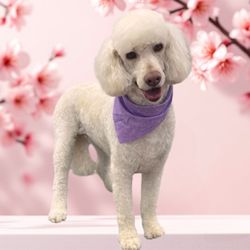 Cozy Canine Salon