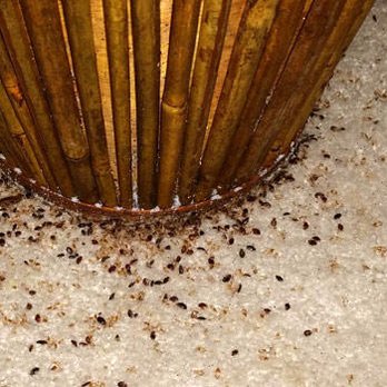 Point Blank Pest Solutions - Pest Control Near Me - Hutto, Texas Point Blank Pest Solutions - Pest Control Near Me - Hutto, Texas