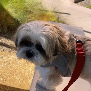 Stereoscope - my dog on the bench at stereoscope. he approves of it! - Coffee Roasteries Near Me - Newport Beach, California Stereoscope - my dog on the bench at stereoscope. he approves of it! - Coffee Roasteries Near Me - Newport Beach, California