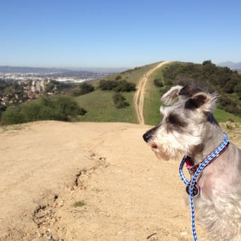 Happy & Balanced Dog Walking Services - Minnie sitting on top of the world! - Dog Walkers Near Me Happy & Balanced Dog Walking Services - Minnie sitting on top of the world! - Dog Walkers Near Me