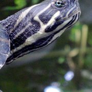 Foto zu Tropengewächshäuser des Botanischen Gartens - Hamburg, Deutschland. Die schönste Kröte am Ende von 98 ersten Digitalfotos :)