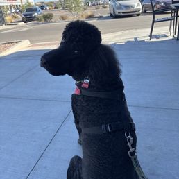 Dog friendly outside patio Dog friendly outside patio