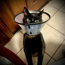 Crossroads Animal Hospital - Shadow with her cone.