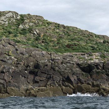 Scottish Seabird Centre - Pets Near Me - North Berwick, ELN