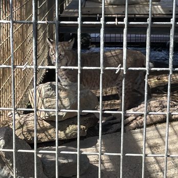 THE FOLSOM CITY ZOO SANCTUARY - Updated April 2025 - 607 Photos & 271