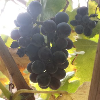 Leoness Cellars - Venues & Event Spaces Near Me - Temecula, California