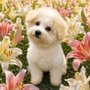 Shoreline Mobile Pet Grooming