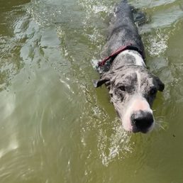 Private river access for pets! Private river access for pets!