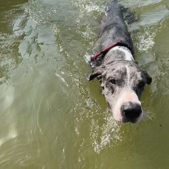 Snyder's Tavern - Private river access for pets! - Gastropubs Near Me - Glen Rose, Texas Snyder's Tavern - Private river access for pets! - Gastropubs Near Me - Glen Rose, Texas