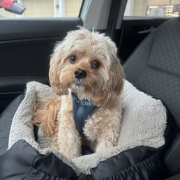 Dog