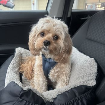 Wags 2 Whiskers - Dog - Pet Sitting Near Me - Culver City, California