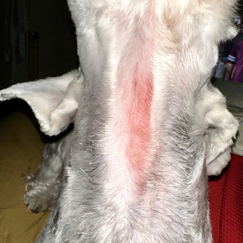 Alvin's Pet Grooming - Large red cut under his neck - Pet Groomers Near Me - South Gate, California Alvin's Pet Grooming - Large red cut under his neck - Pet Groomers Near Me - South Gate, California