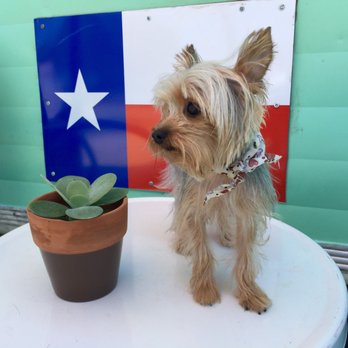 Bravado Dog Grooming - MacGyver the Yorkie - Pet Groomers Near Me - Austin, Texas Bravado Dog Grooming - MacGyver the Yorkie - Pet Groomers Near Me - Austin, Texas