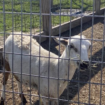 Lambs Farm - Bakeries Near Me - Libertyville, Illinois