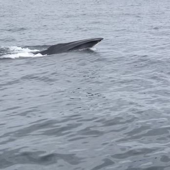 7 Seas Whale Watch - Whale Watching Tours Near Me - Gloucester, Massachusetts