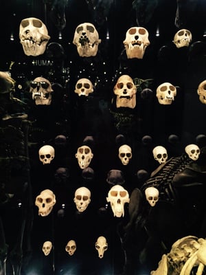 Manchester Museum by null