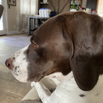 Priority Pet Sitting - Cali - Pet Sitting Near Me Priority Pet Sitting - Cali - Pet Sitting Near Me