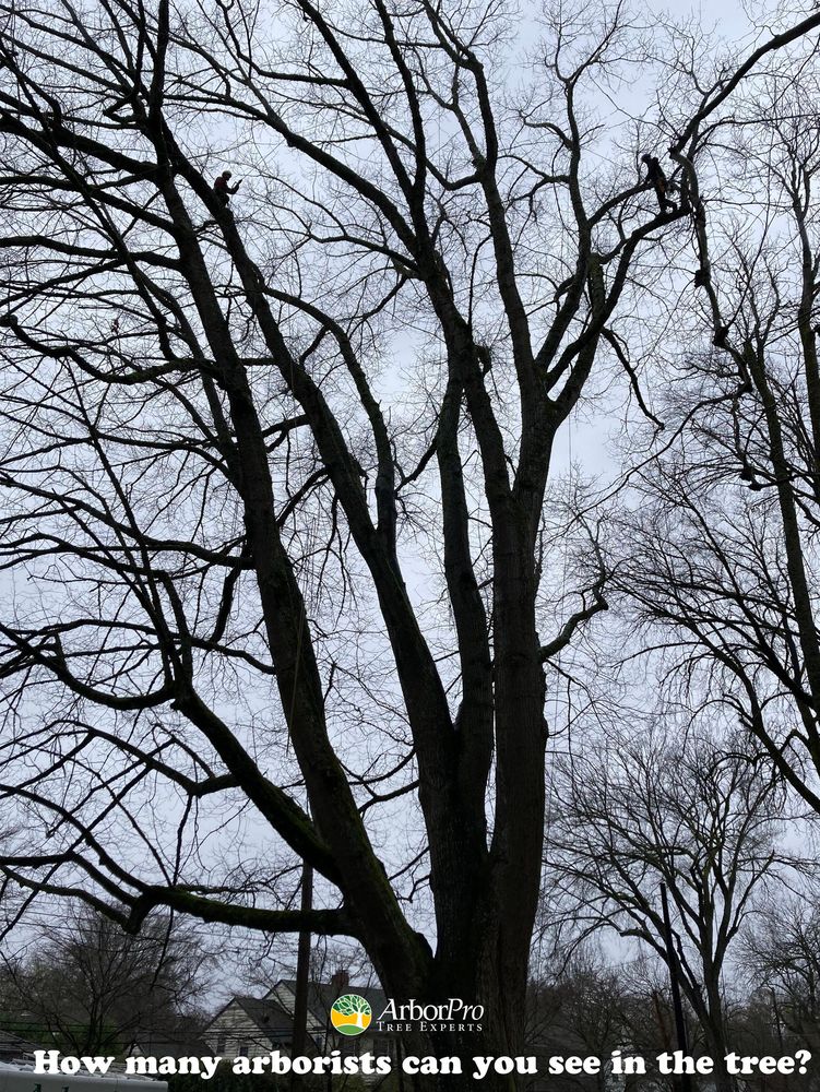 Arborpro Tree Experts - tree service in Lake Oswego, OR