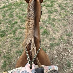 Knoblock Riding Stable - Beautiful horse.