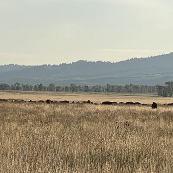 Grand Teton National Park - Antelope Flats Road (bison) - Parks Near Me - Jackson, Wyoming Grand Teton National Park - Antelope Flats Road (bison) - Parks Near Me - Jackson, Wyoming