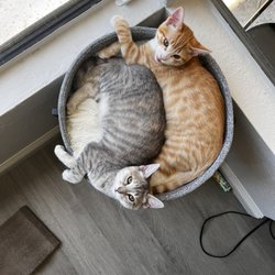 Today Tomorrow Forever Animal Rescue - 4 months