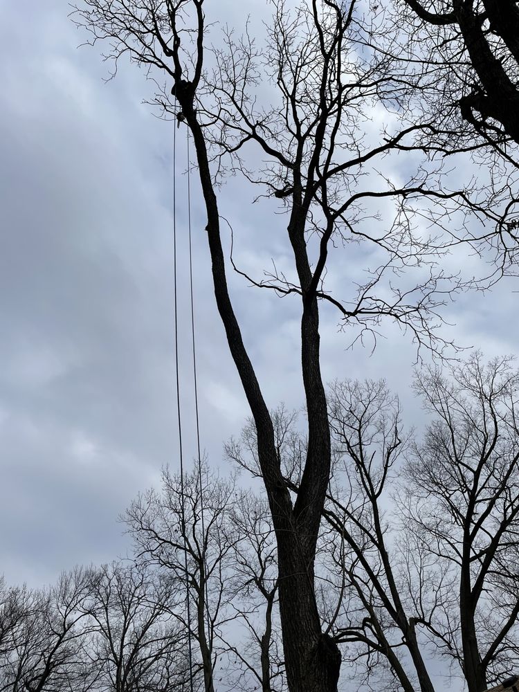 Brown Bear Tree Service - tree service in Roseville, MI