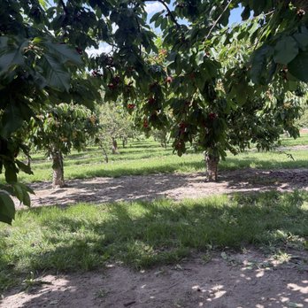 Gem Orchards - Cherries! - Fruits & Veggies Near Me - Emmett, Idaho Gem Orchards - Cherries! - Fruits & Veggies Near Me - Emmett, Idaho