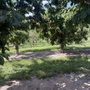 Photo of Gem Orchards