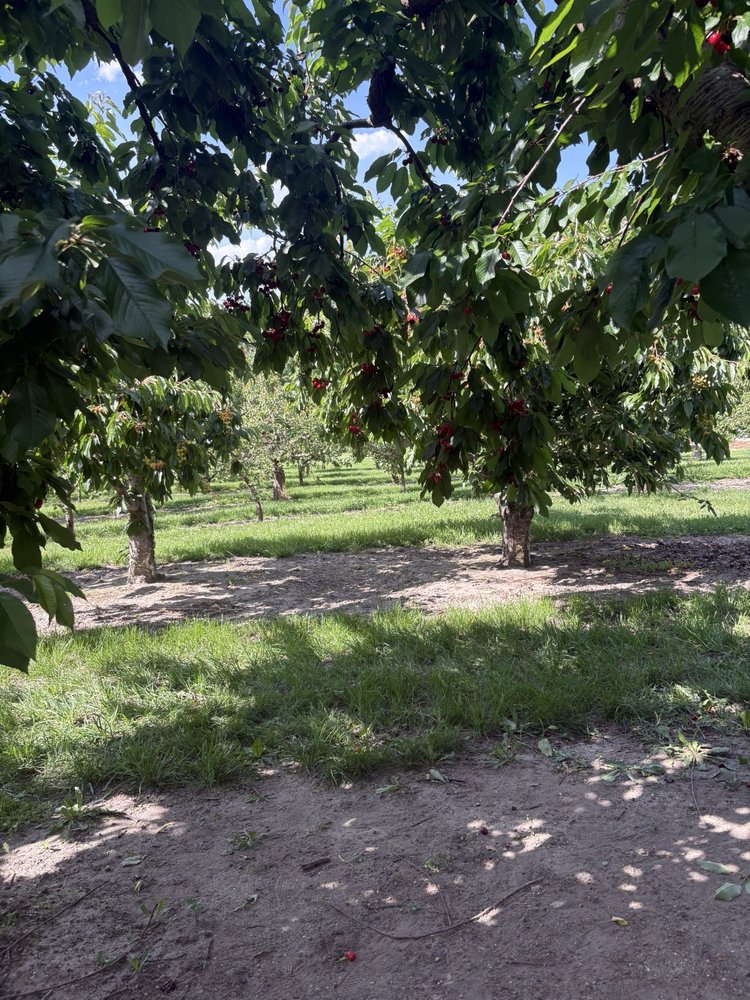 Gem Orchards Logo