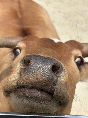 Aloha Safari Park by null