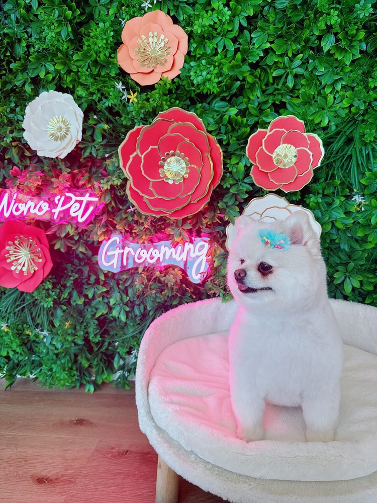 NONO PET GROOMING Updated August 2024 152 Photos & 87 Reviews 68 Rio Rancho Rd, Pomona