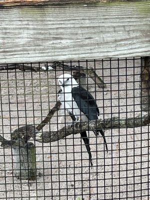 Audubon Center for Birds of Prey by null