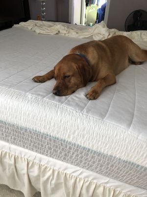 How to make a bed under a sleepy dog - Just kidding, you can’t! Gotta just clean something else while they finish their nap. We love animals! Spend more time with them and less time cleaning up after them by booking a cleaning today!