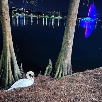 Lake Eola Park - Parks Near Me - Orlando, Florida