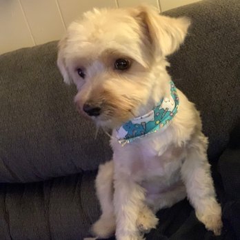 Fresh Pets And Grooming - She was so happy! - Pet Stores Near Me - Lomita, California