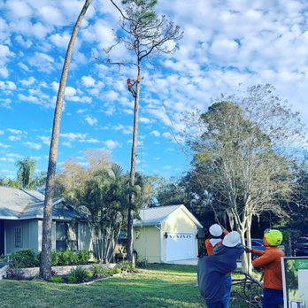 Troyer Tree Service - Troyer Tree Service. Tree removal - Landscaping Near Me - Sarasota, Florida Troyer Tree Service - Troyer Tree Service. Tree removal - Landscaping Near Me - Sarasota, Florida