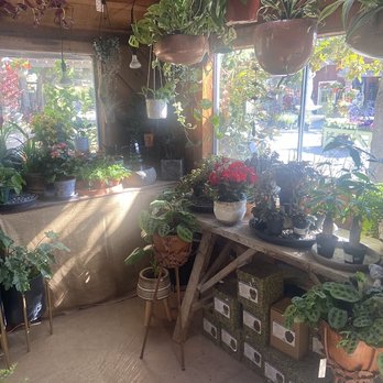 Cambria Nursery and Florist - Lots of Hanging baskets - Nurseries & Gardening Near Me - Cambria, California Cambria Nursery and Florist - Lots of Hanging baskets - Nurseries & Gardening Near Me - Cambria, California