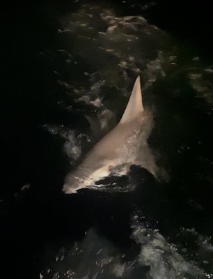 Sailors Choice Party Fishing Boat & Anglers Choice Sport Fishing private Charters by null
