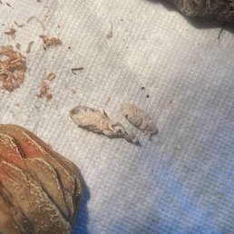 Regurgitated shed, as a result of the parasite.