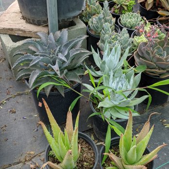 Ricardo's Nursery - Mangave, Dudleya, Aloe - Nurseries & Gardening Near Me - Long Beach, California Ricardo's Nursery - Mangave, Dudleya, Aloe - Nurseries & Gardening Near Me - Long Beach, California