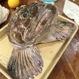 This is the head of a massive lingcod caught off shore of SB using tackle from the Shop! This is the head of a massive lingcod caught off shore of SB using tackle from the Shop!