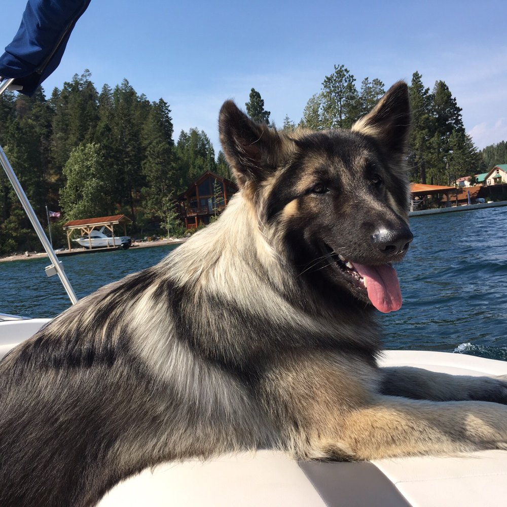Flathead Boat Company - Puppy loves the boat! - Boating Near Me - Polson, Montana